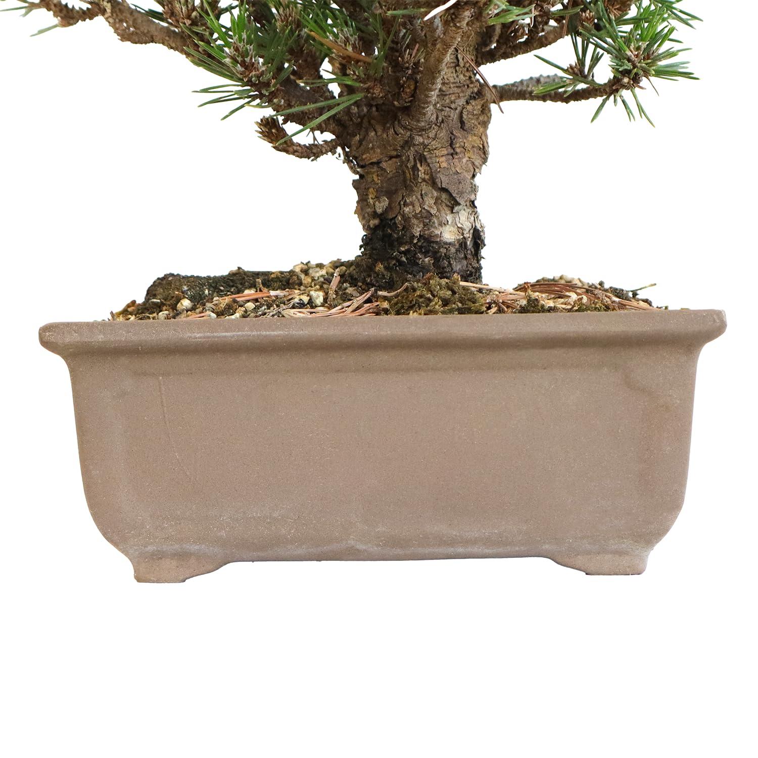 KENTIS - Bonsái Pinus Thunbergii Kotobuki Cultivado en Japón - Pino Negro- Planta Real de Exterior - Maceta de Cerámica de 15 cm
