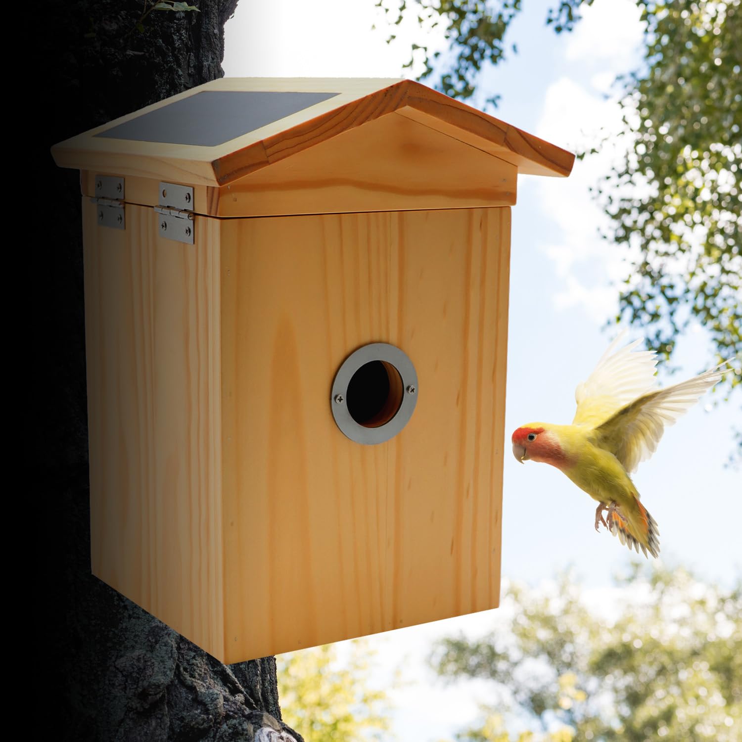 Croci Nido per Uccelli Wifi - Con Pannello Solare, Batteria e Telecamera HD 1080p, App Smart con riconoscimento della specie, foto e video, Sensori di movimento per volatili, in legno