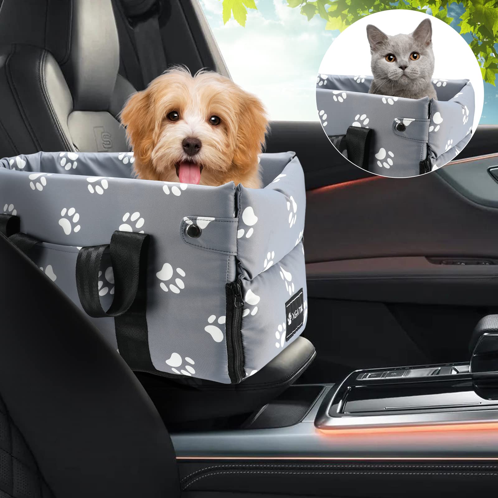 Do Little Dogs Need To Be Walked