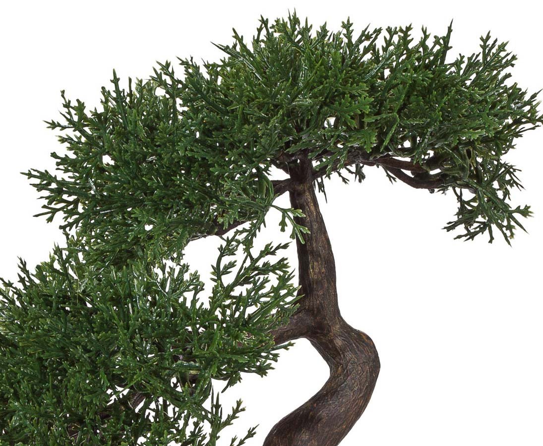 malpighia coccigera bonsai Bonsai Malpighia Coccigera  jungleroseinc
