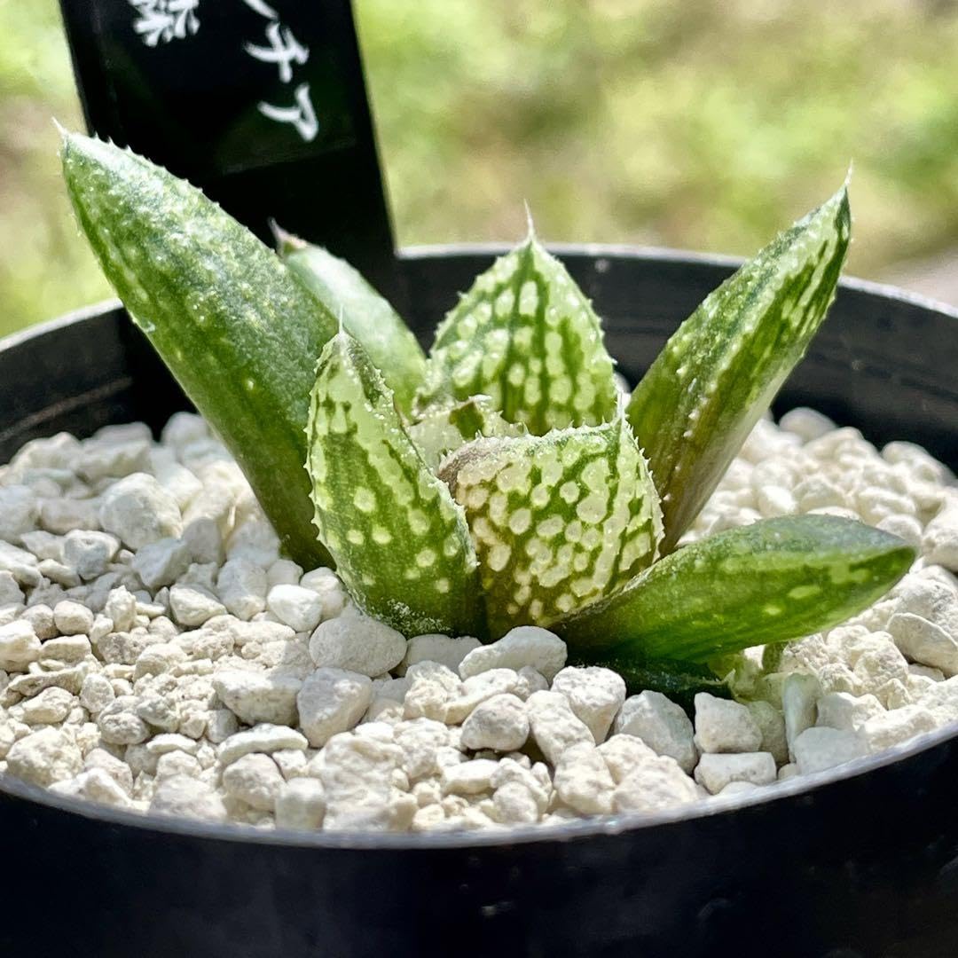 Amazon.co.jp: ハオルチア 闇の森 ハオルシア多肉植物 抜き苗