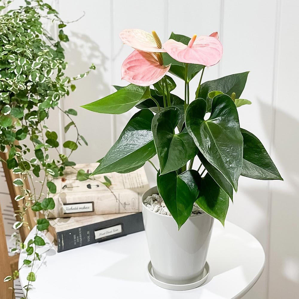 その他観葉植物 Anthurium heart round sweet Amazon｜PLANCHU 観葉植物 アンスリウム スイートドリーム 4号鉢