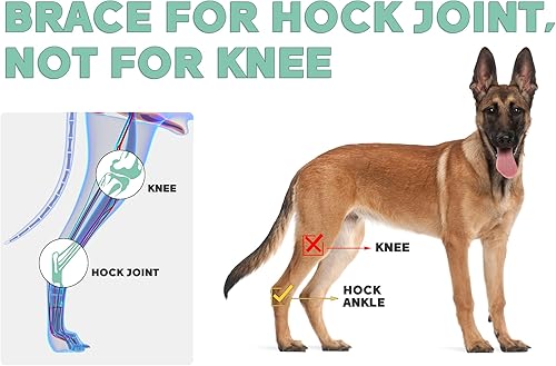 Vista 12 de Soporte de pierna trasera para perro para articulación de corvejón, envoltura de compresión fuerte apoyo para pierna trasera para lesiones caninas