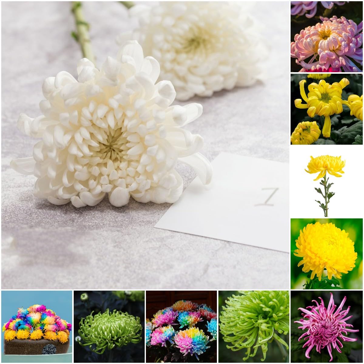 30 pcs chrysanthemen samen - balkonblumen pflanztpfe chrysantheme, Chrysanthemum morifolium, gartensamen bonsai samen zimmerpflanze indoor  plants wildblumensamen topfpflanzen hochbeete : Amazon.de: Garten
