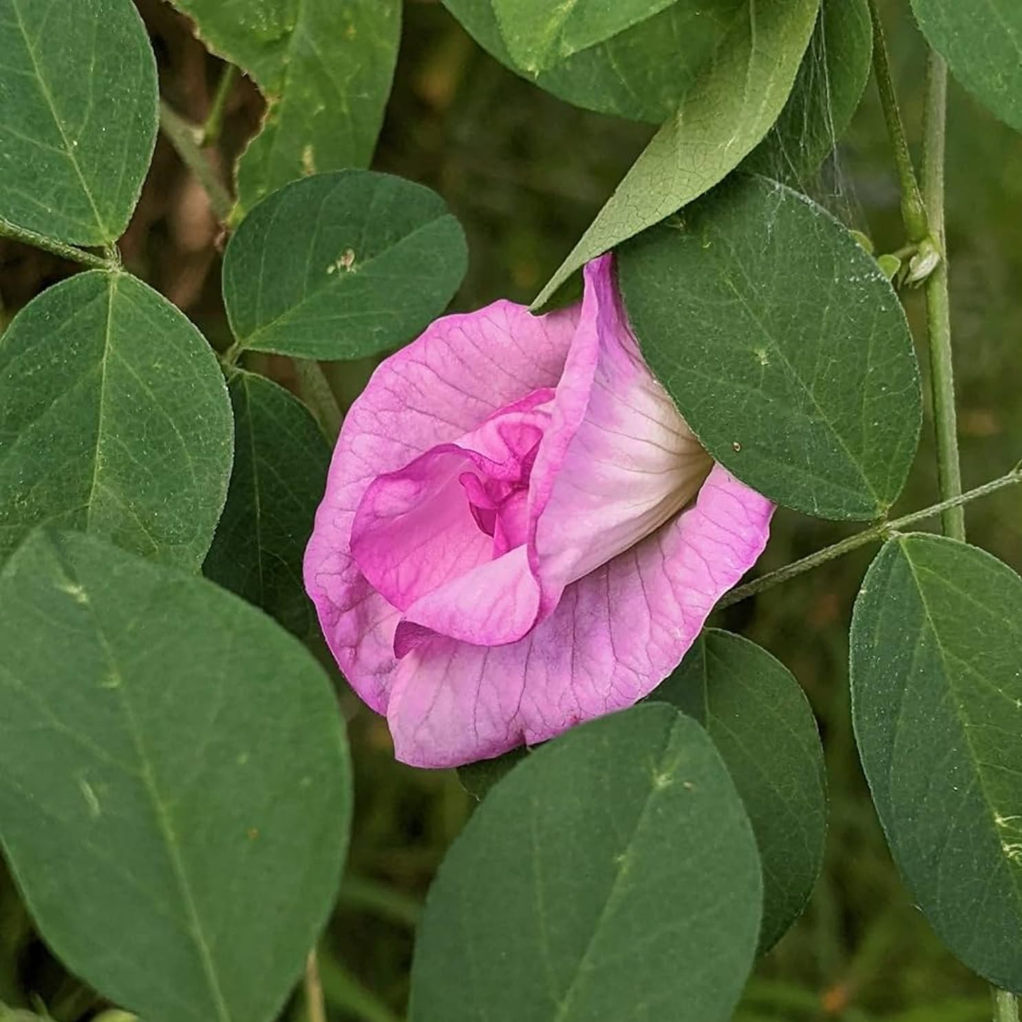 Floral Treasure Rare " Pink Double " Clitoria Aparajita/Shankpushpi Flower 10 Seeds Pack (B0CYPPF9BP) Amazon Price History, Amazon Price Tracker