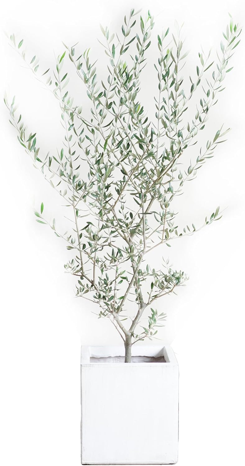 レモンの木＋リセノRe:CENO 鉢カバー レモンの木＋リセノRe:CENO 鉢カバー レモンの木＋リセノRe:CENO