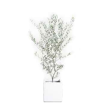 Amazon｜オリーブの木 ホワイトキューブ鉢植え 観葉植物 本物