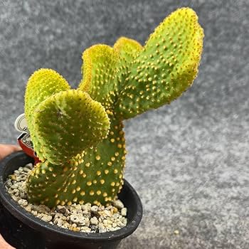 Amazon.co.jp: 鉢ごと発送オプンチア 環城楽 Opuntia microdasys f