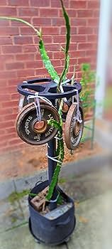 ヨーロッパ天使とドラゴンのクリームテーブルデコレーション 楽天市場】ドラゴンフルーツ（ケーキ｜スイーツ・お菓子）の通販