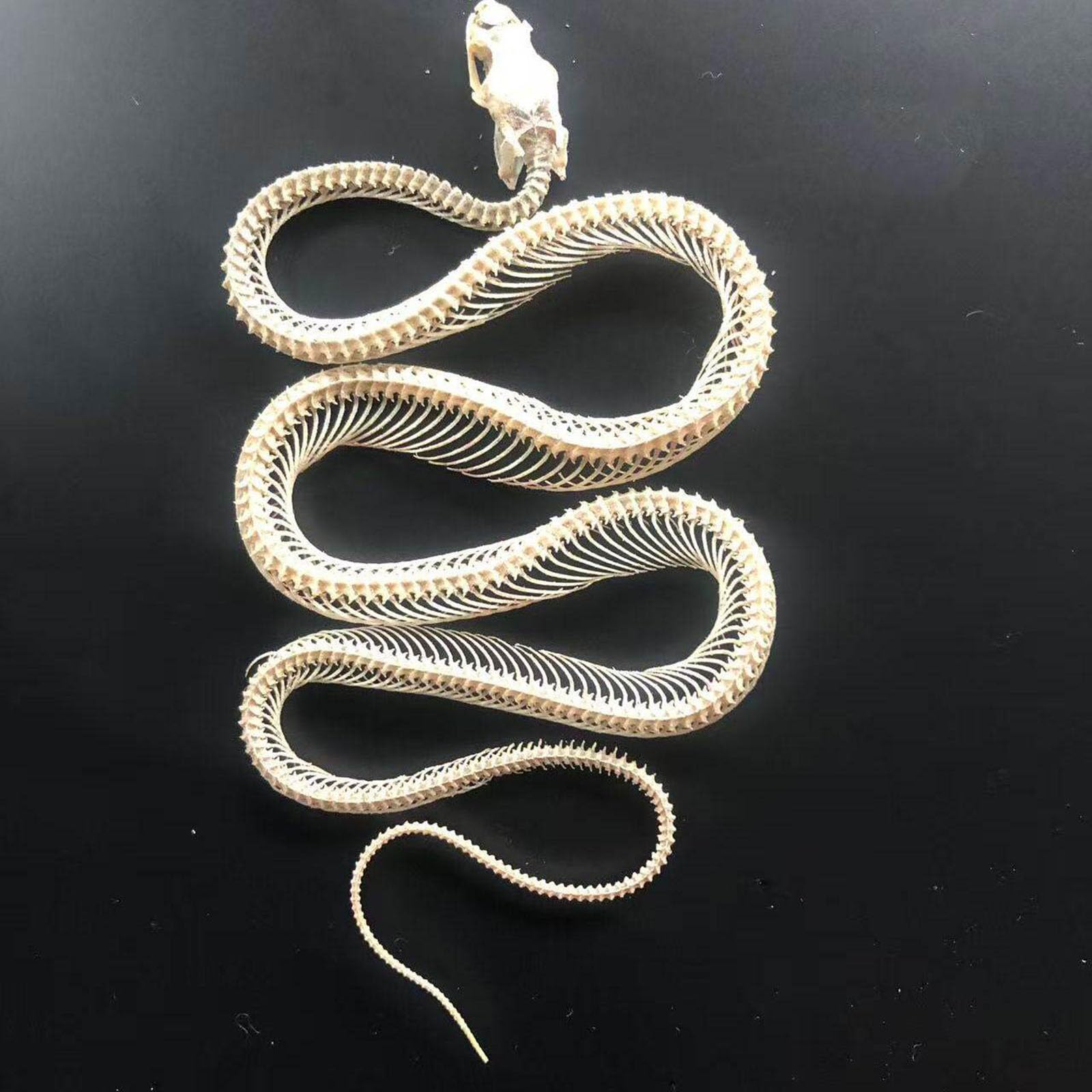 Tassidermia Animali Veri Scheletri di Serpente Teschi, Specimen di Scheletro di Serpente a Corpo Intero, Materiale di Tassidermia per l'Educazione Scientifica, Regalo Speciale