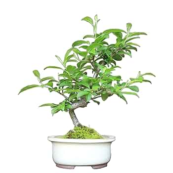 Amazon.co.jp: 『深山海棠』ミヤマカイドウ 小品盆栽【泰寿園