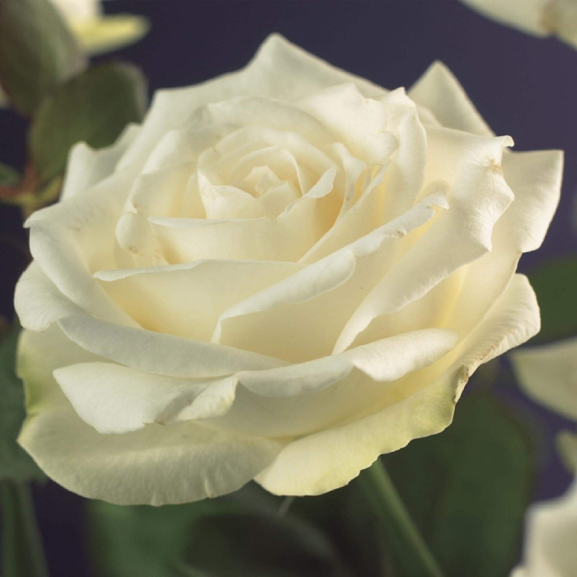 Rosal Trepador Resistente, Exterior, Flores Blancas, 2 Plantas, 40cm