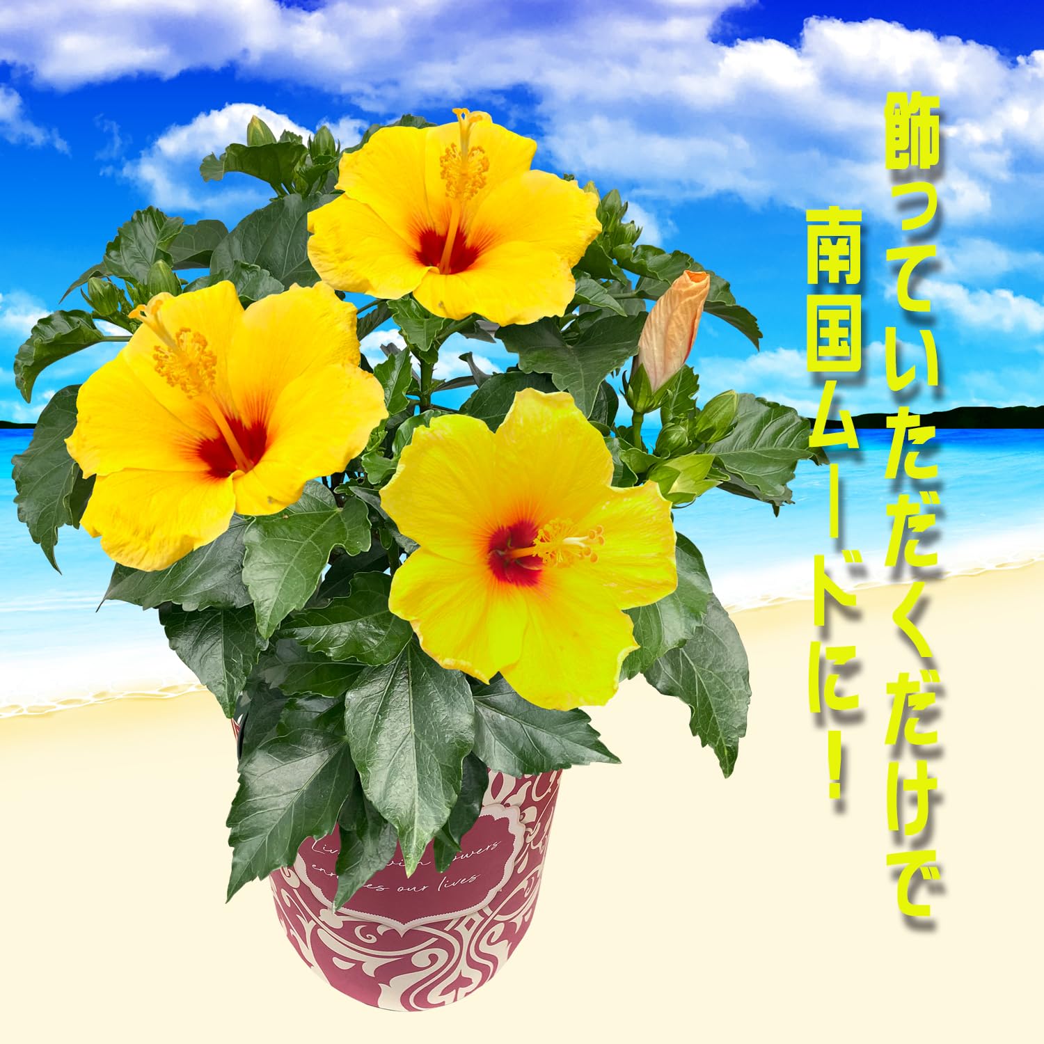 Amazon.co.jp: 花のギフト社 ハイビスカス 鉢植え 苗 生花 本物 誕生日