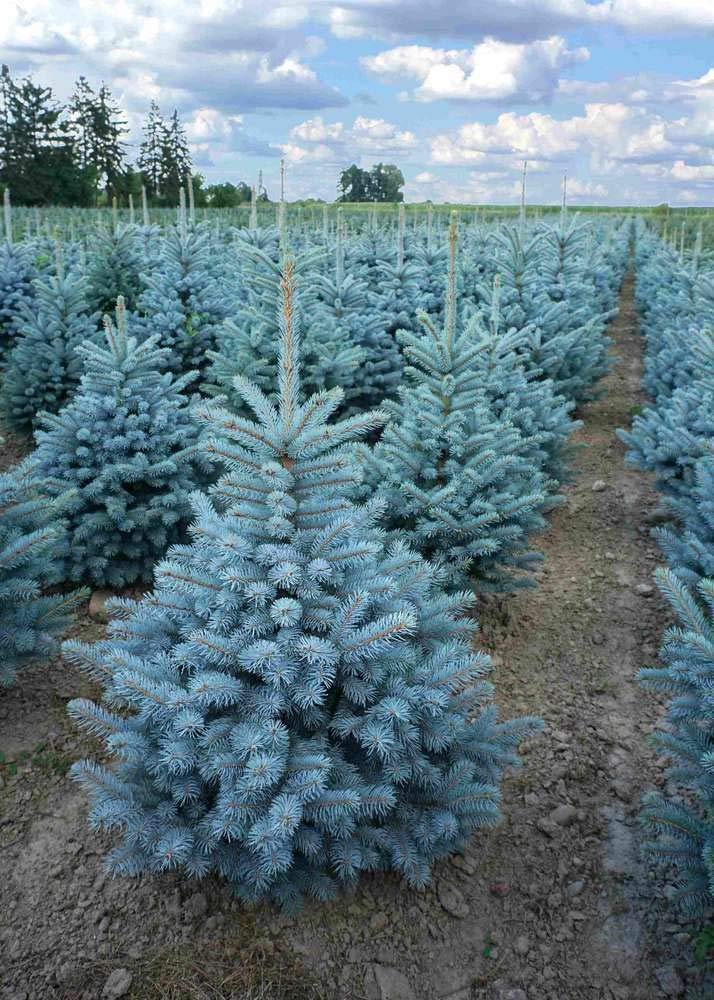 Picea Pungens Abete Rosso Blu, Fotografia Stock - Immagine Di Legno, Spruce: 136452018 - Foto 7
