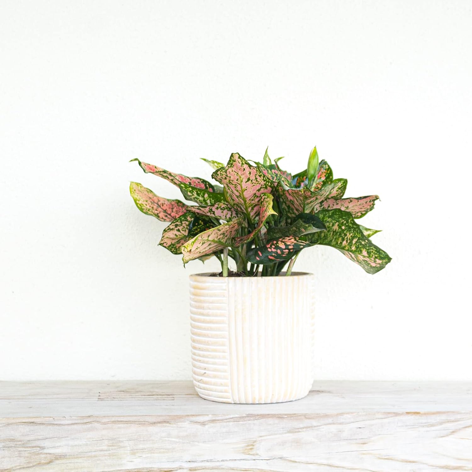 United Nursery Aglaonema Ruby Ray Live Plant 14–16 inches Tall in 6 inch Plant Pot, Chinese Evergreen Colorful Low Light Indoor House Plant for Office & Home Decor
