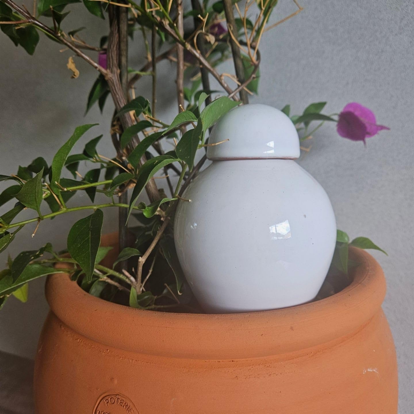 Poterie Lutton | Duo Ollas Sabeur 0,40 L | Terracotta Nature & Blanc Émaillé | Arrosage Automatique Écologique pour Plantes d’Intérieur | Irrigation Ciblée Artisanale