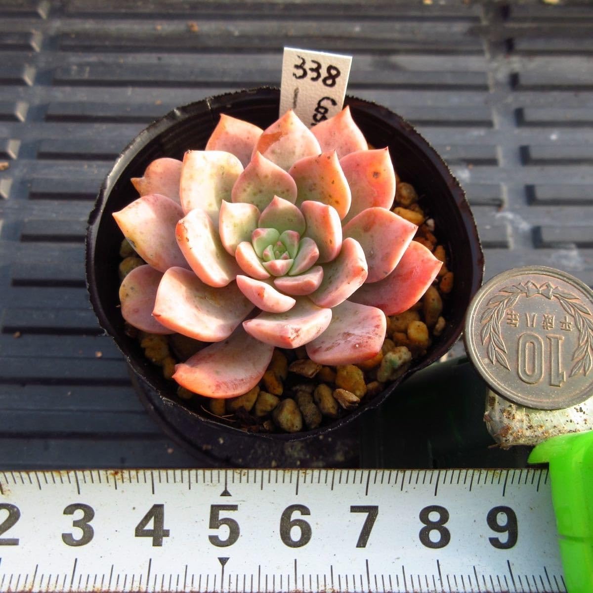 多肉植物　コスモス　韓国苗 Amazon.co.jp: ！！多肉植物 コスモス レア苗 韓国苗 美苗 農園直売