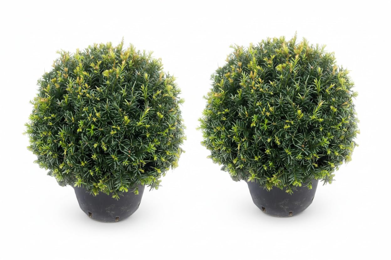 Eiben Kugeln Taxus baccata 2er Set, 30-35 cm, Immergrün