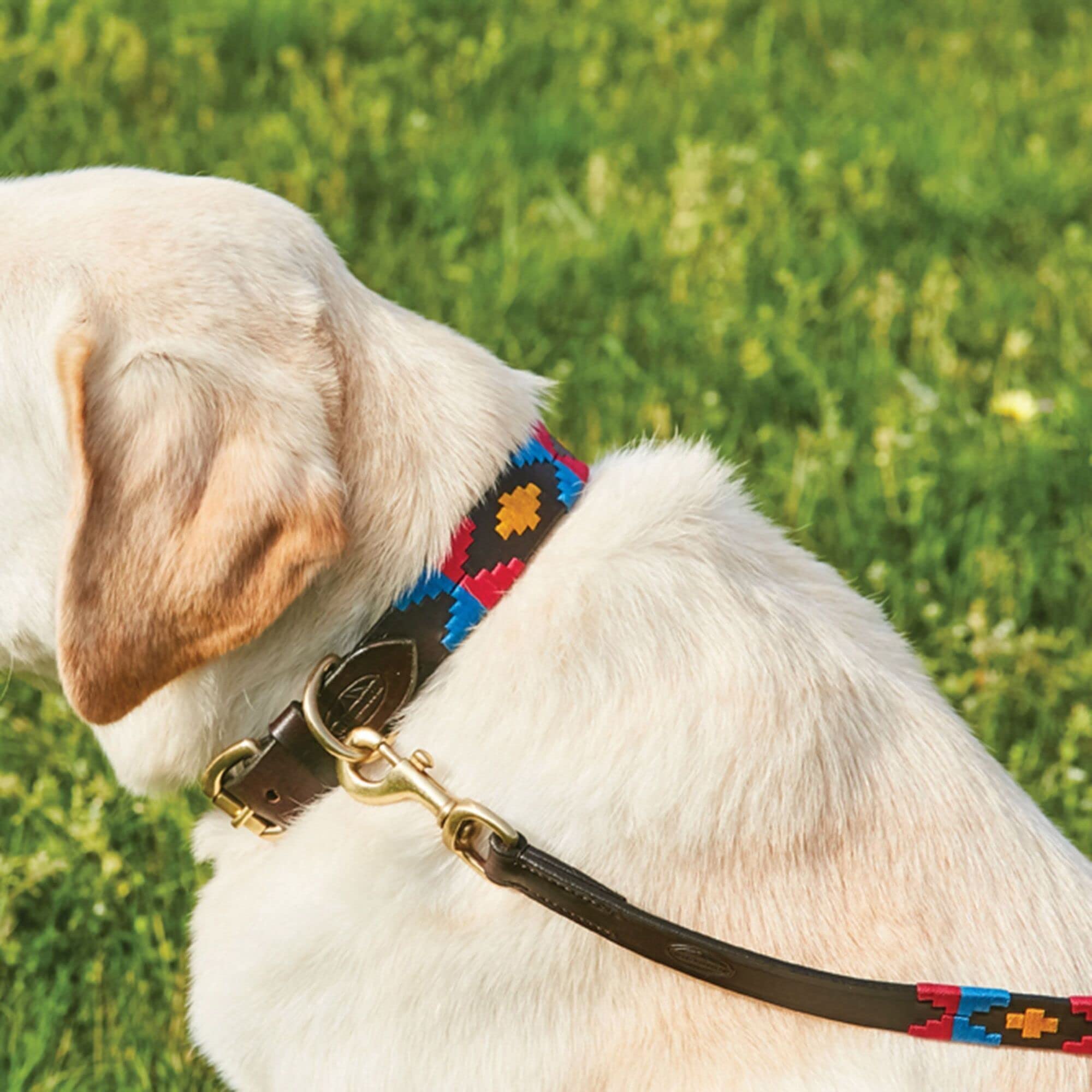WeatherBeeta Polo Leather Dog Collar, Beaufort Brown/Emerald/Pink/Bl, Xxlarge - Image 4