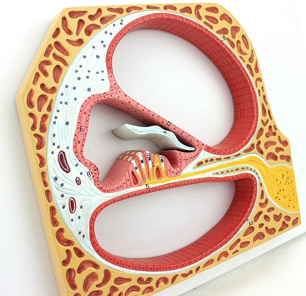 GTHTUHFD Anatomy Model, Human Hearing Organ Otolarynogy Model For Medical Education Teaching Aids Cochlear Spiral Model For Medical Demonstration Skeleton Model