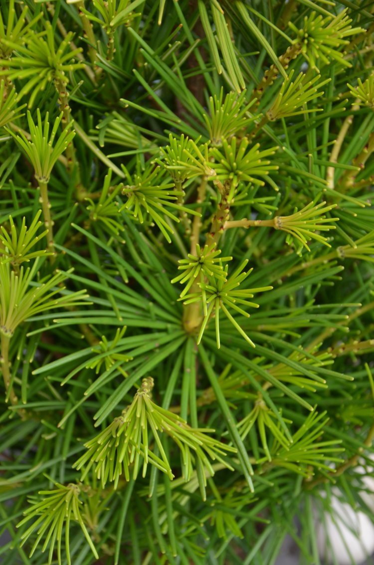Japanische Schirmtanne Sciadopytis verticillata 40-50 cm hoch 5 L Topf