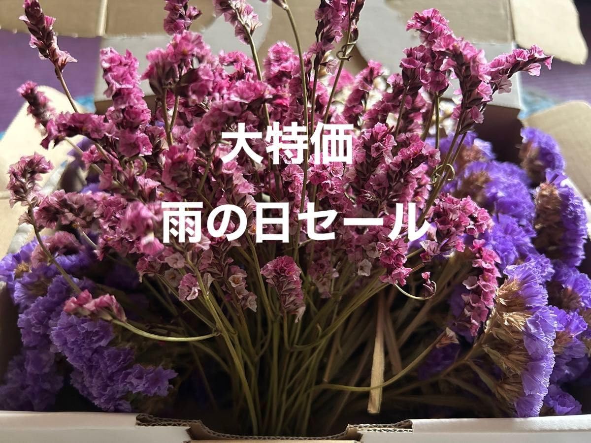 Amazon | 雨の日セール ドライフラワースターチス リース花材 