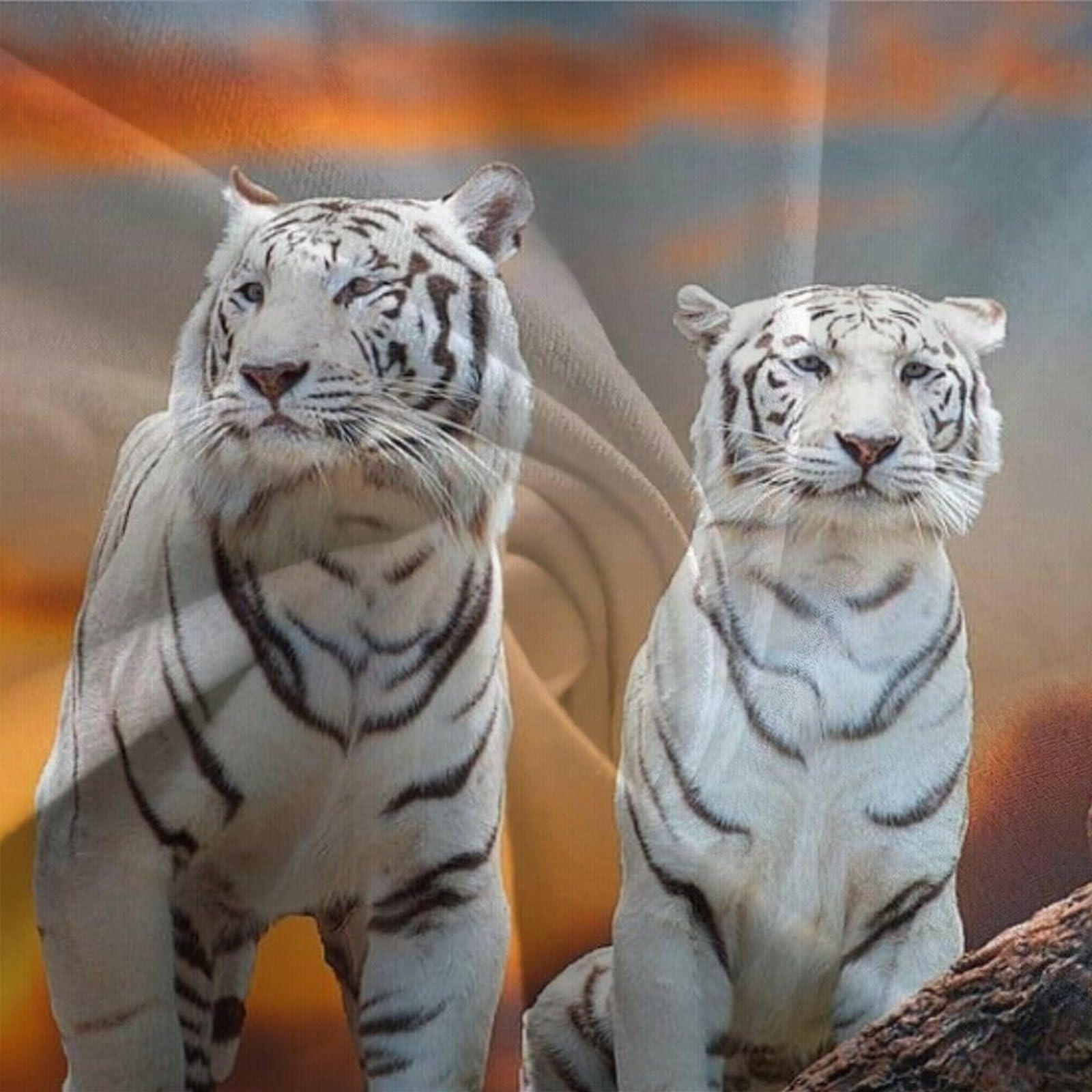 Tigre bianca Microfibra Morbida Copripiumino 3 Pezzi,3D Motivo Animale tigre Copripiumino,Copripiumino E Federe,con Chiusura A Cerniera E Federe Cuscino Per Adulti E Ragazzi doppio（200x200cm）