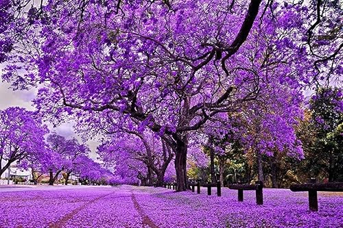 SAVOIR Semillas de árbol de Jacaranda 100PCS Semillas Jacaranda Mimosifolia Azul Púrpura Semillas de árbol de flores