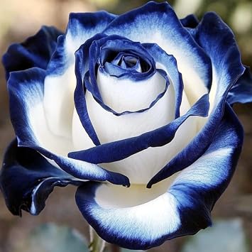 Excellent Rose Rhizome, Hardy Perennial, Garden Decoration, No Watering Required, Professional Planting, Suitable for Spring and Autumn-1 Rhizome-F