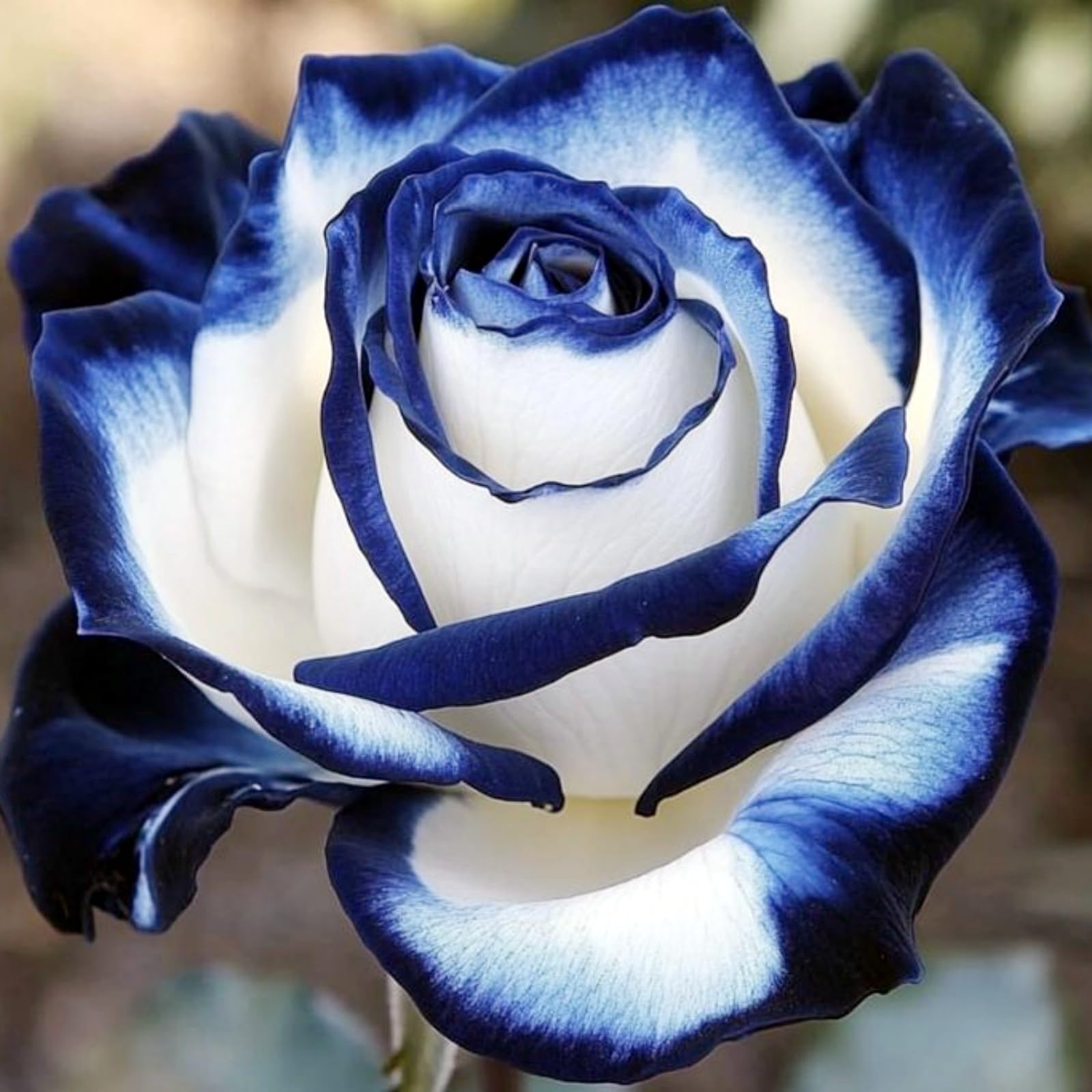 Excellent Rose Rhizome, Hardy Perennial, Garden Decoration, No Watering Required, Professional Planting, Suitable for Spring and Autumn-1 Rhizome-F โ image 1