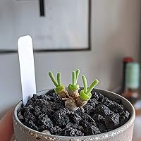 Vista 4 de Rocas de Lava Negras para Plantas - 100% Roca Volcánica Pura Sin Tintes ni Químicos - Las Mejores Piedras de Lava como Cobertura Superior