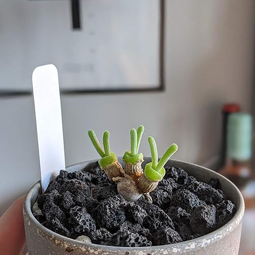 Miniatura 4 de Rocas de lava negra para plantas, 100% roca volcánica pura, sin tintes ni productos químicos, el mejor aderezo para plantas suculentas de cactus,