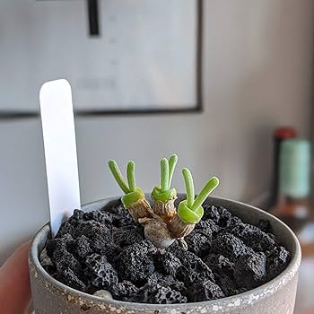 【新品未使用】Carne BollenteI Lava you tops 91Bup8VDjlL._UF1000,1000_QL80_.jpg