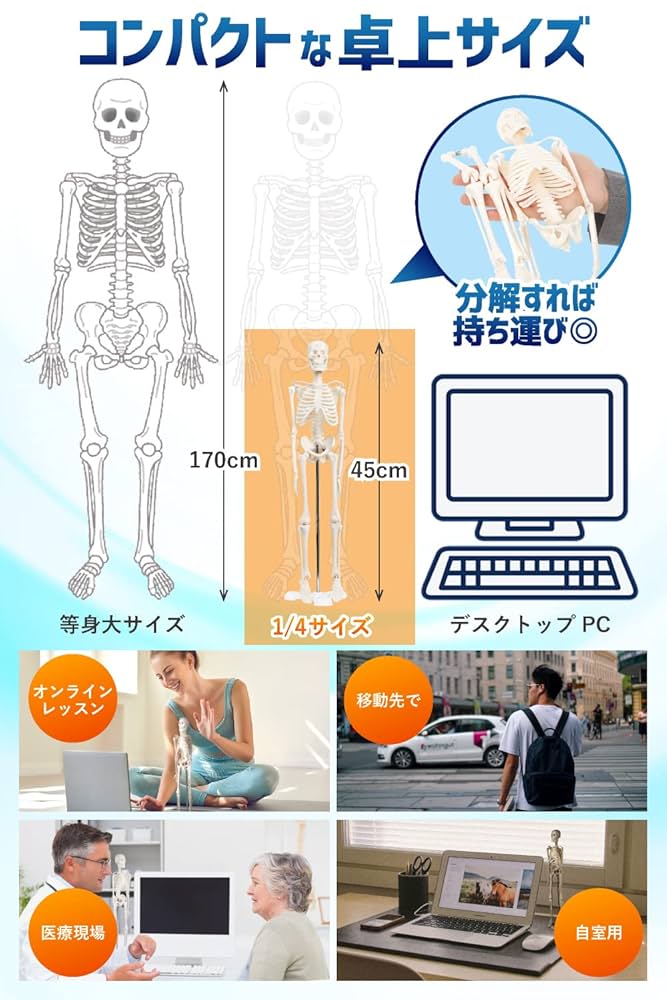 KIYOMARU ソフトな質感で15分解できる卓上サイズの人体解剖模型 Amazon.co.jp: KIYOMARU ソフトな質感で15分解できる卓上サイズ