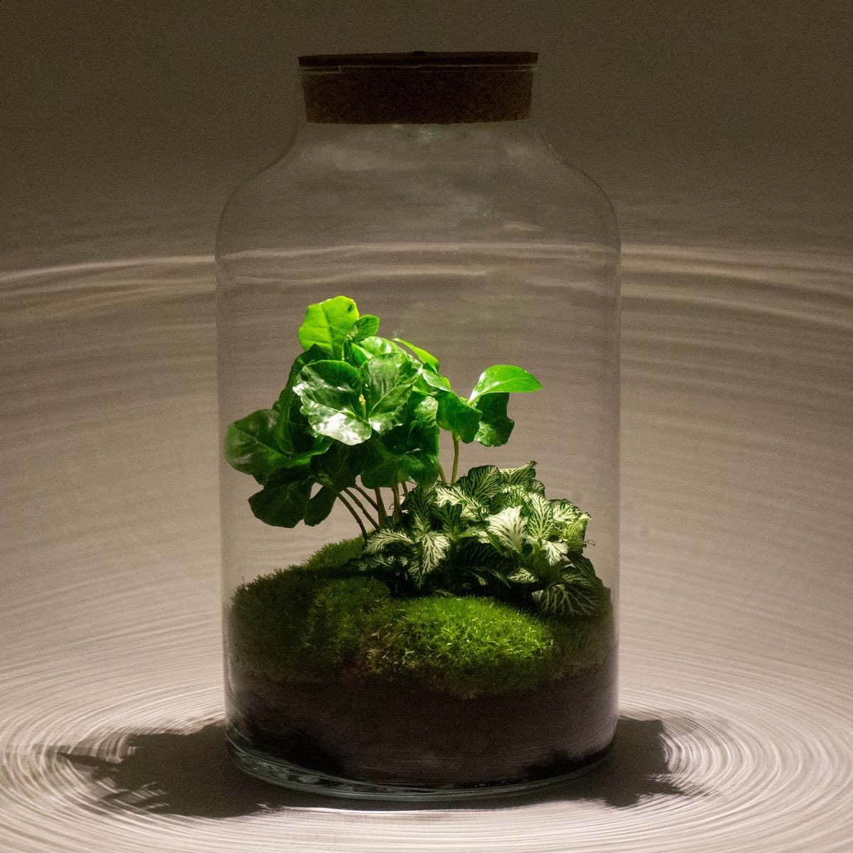 Terrarium végétal • Milky Coffea avec Lampe • Plante de l'écosystème • ↑ 31 cm