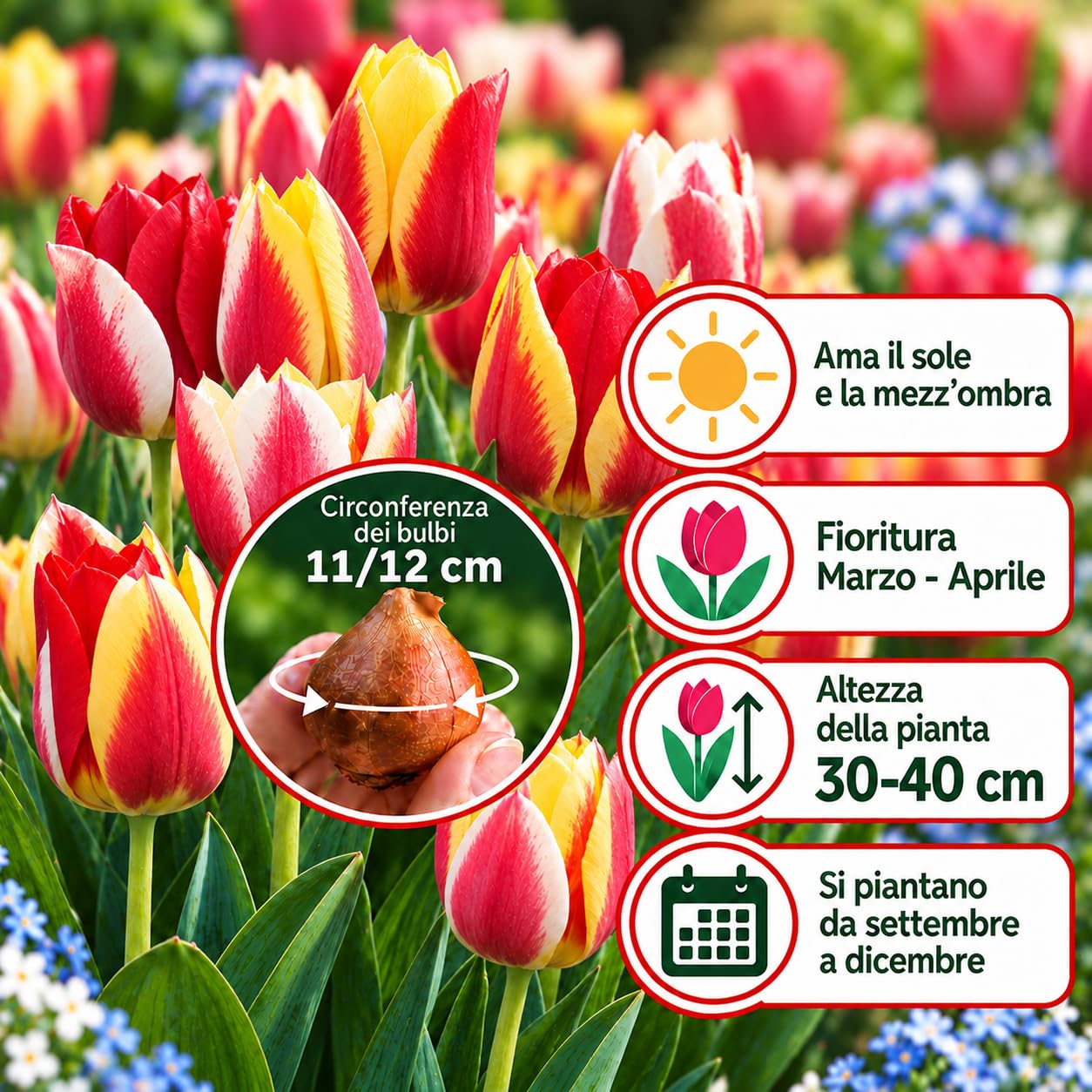 Holländische Tulpenzwiebeln Selection | Exklusive Sorten-Kollektion von Herbst bis Frühling | Garantierte Blüte, 50 Blumenzwiebeln – BOTANISCHE TULPEN IM MIX