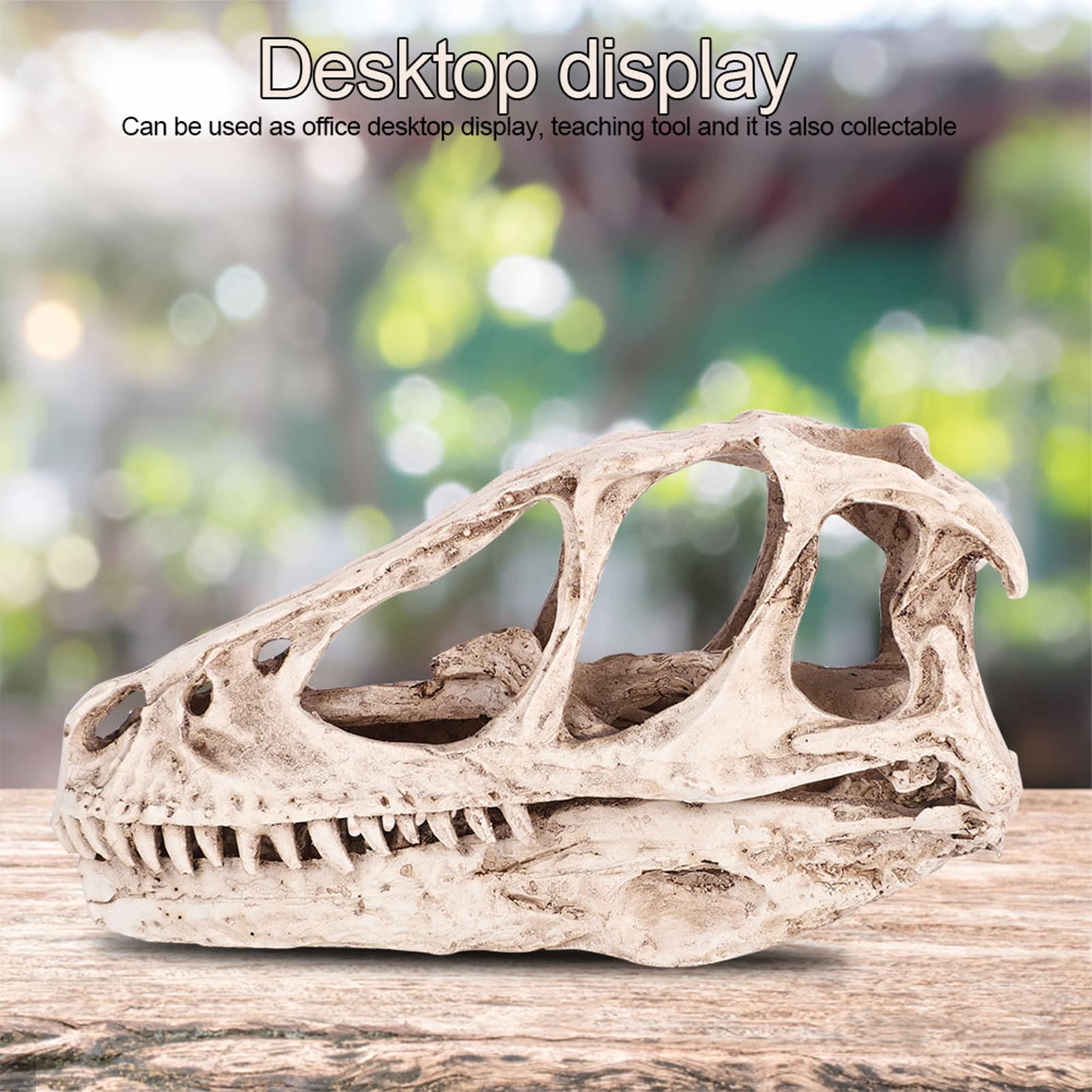 Réplica de Modelo de Cráneo de Resina, Fósil de Cráneo de Diente de Dinosaurio, Modelo de Cráneo de Dinosaurio de Resina, Esqueleto de Animal Simulado
