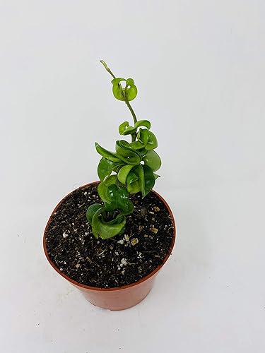 Miniatura 2 de Hindú India Cuerda Planta- Hoya Exótica por: JMBAMBOO