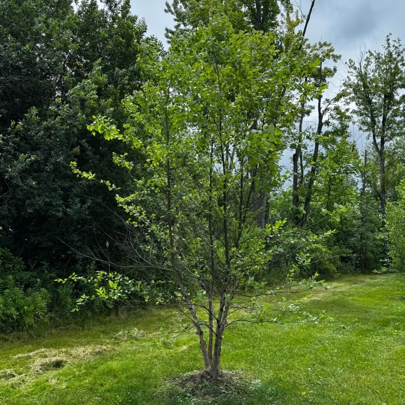 River Birch Tree Live Plant in Quart Pot, Live Tree for Outdoor Planting, 8 to 10 Inches Tall