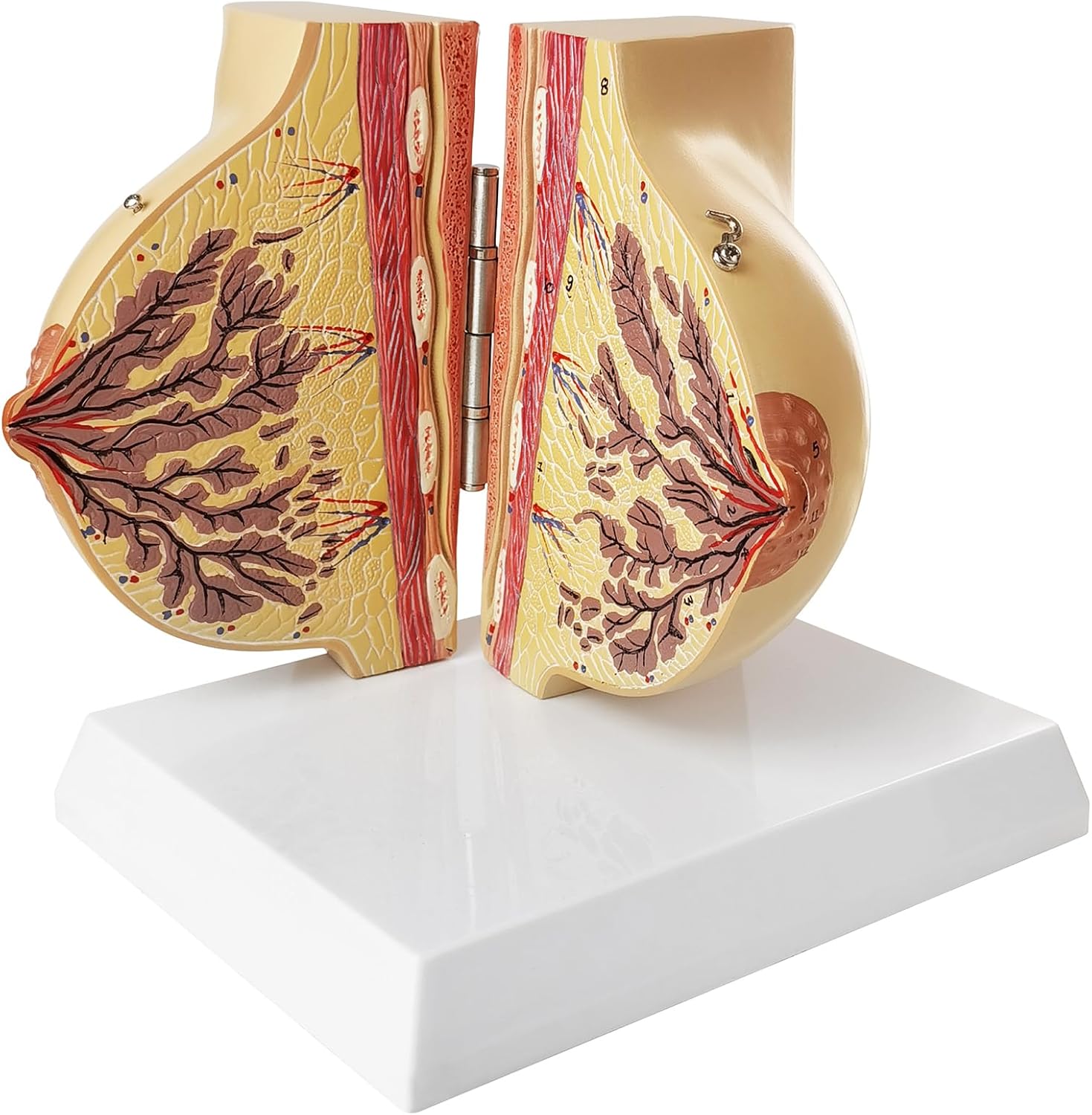 NEW HORIZON Non-lactating Breast Model, Breast Sagittal Section Anatomical Display Model, Include Study Card, for Breast Surgeon Gift
