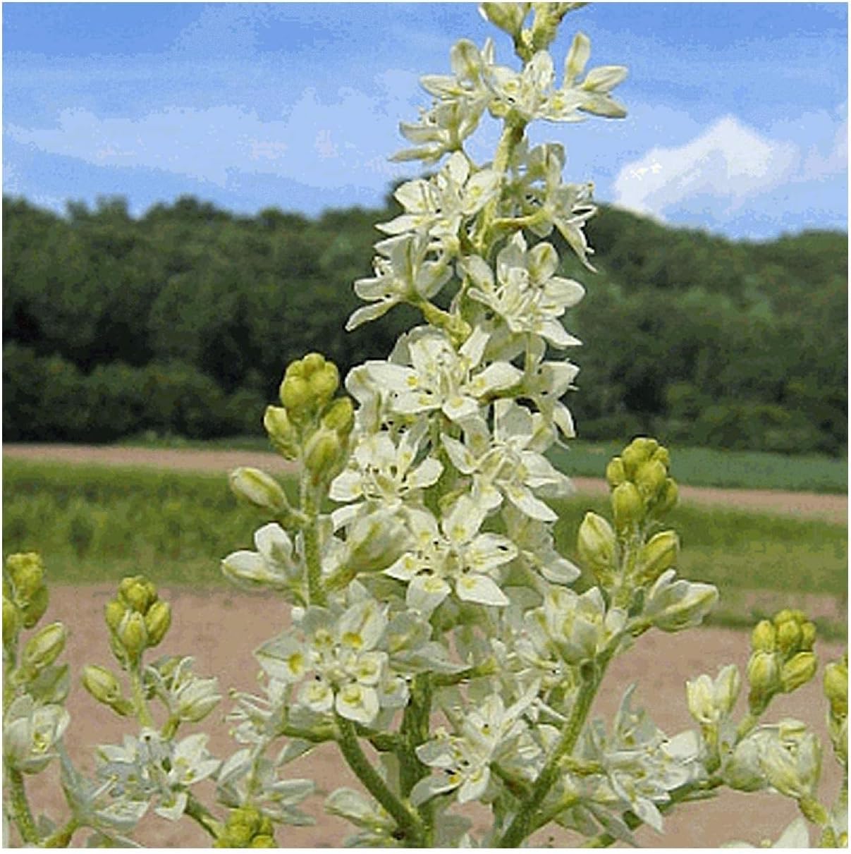 Everwilde Farms - 1 Oz Bunch Flower Native Wildflower Seeds - Gold Vault