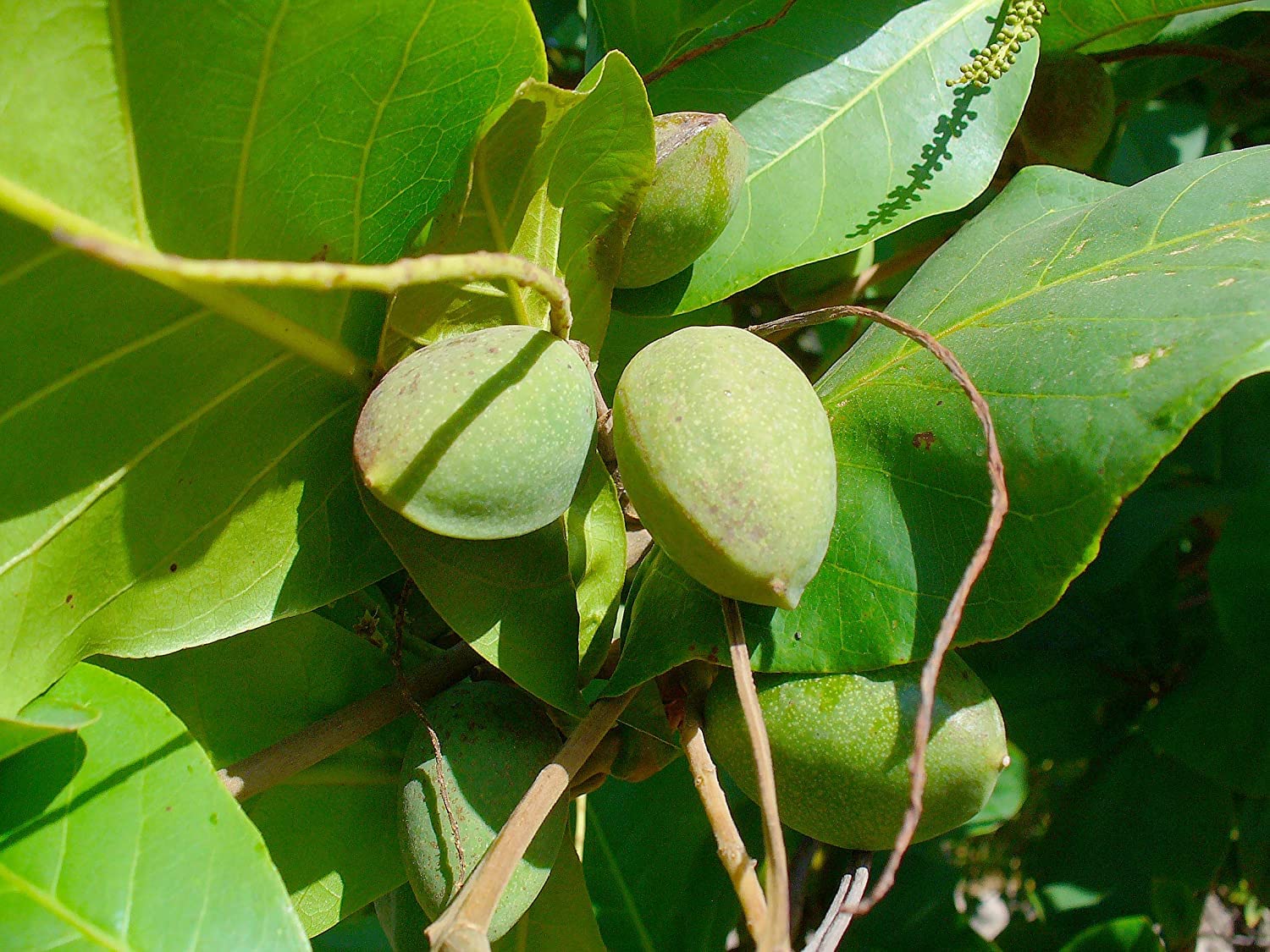 Mphmi Live Plants Nursery Garden Badam Tree, Indian Almond Tree, Terminalia catappa - Plant (B0BV9SKDP7) Amazon Price History, Amazon Price Tracker