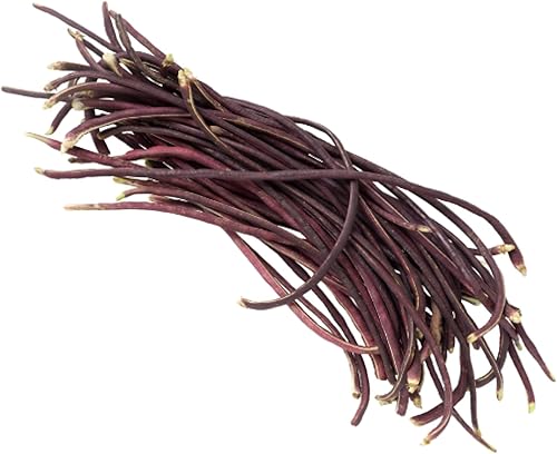 Miniatura 6 de Purple Yard - Semillas de frijol largo, más de 85 semillas, semillas de frijoles largos asiáticos, semillas de frijoles de espárragos, Phaseolus