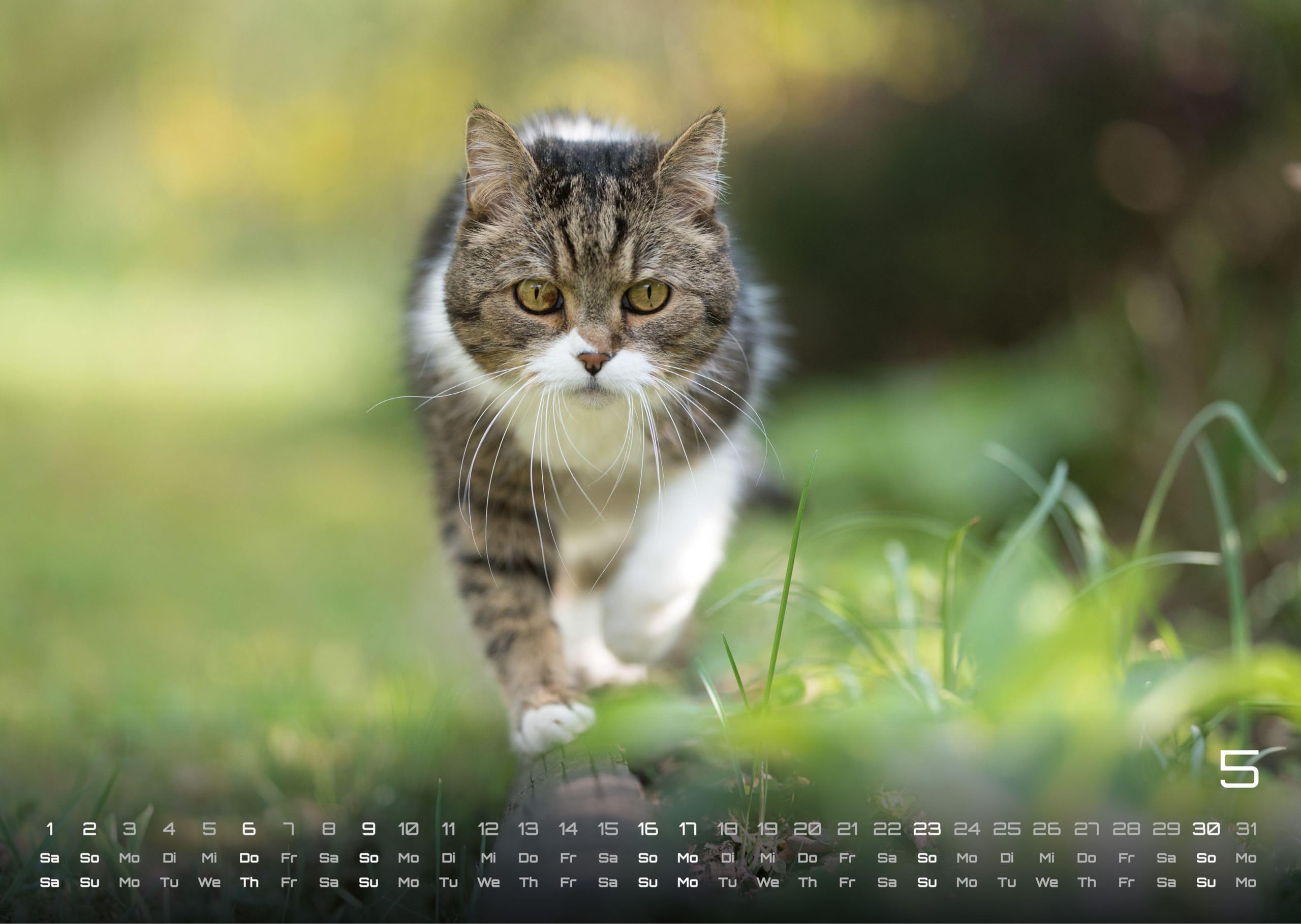 Miau - Unsere Stubentiger - Der Katzenkalender - 2027 - Kalender DIN A3: Der Wandkalender mit den schönsten Katzen-Motiven für das Jahr 2027 im Format DIN A3 (ca. 42 x 30 cm)!
