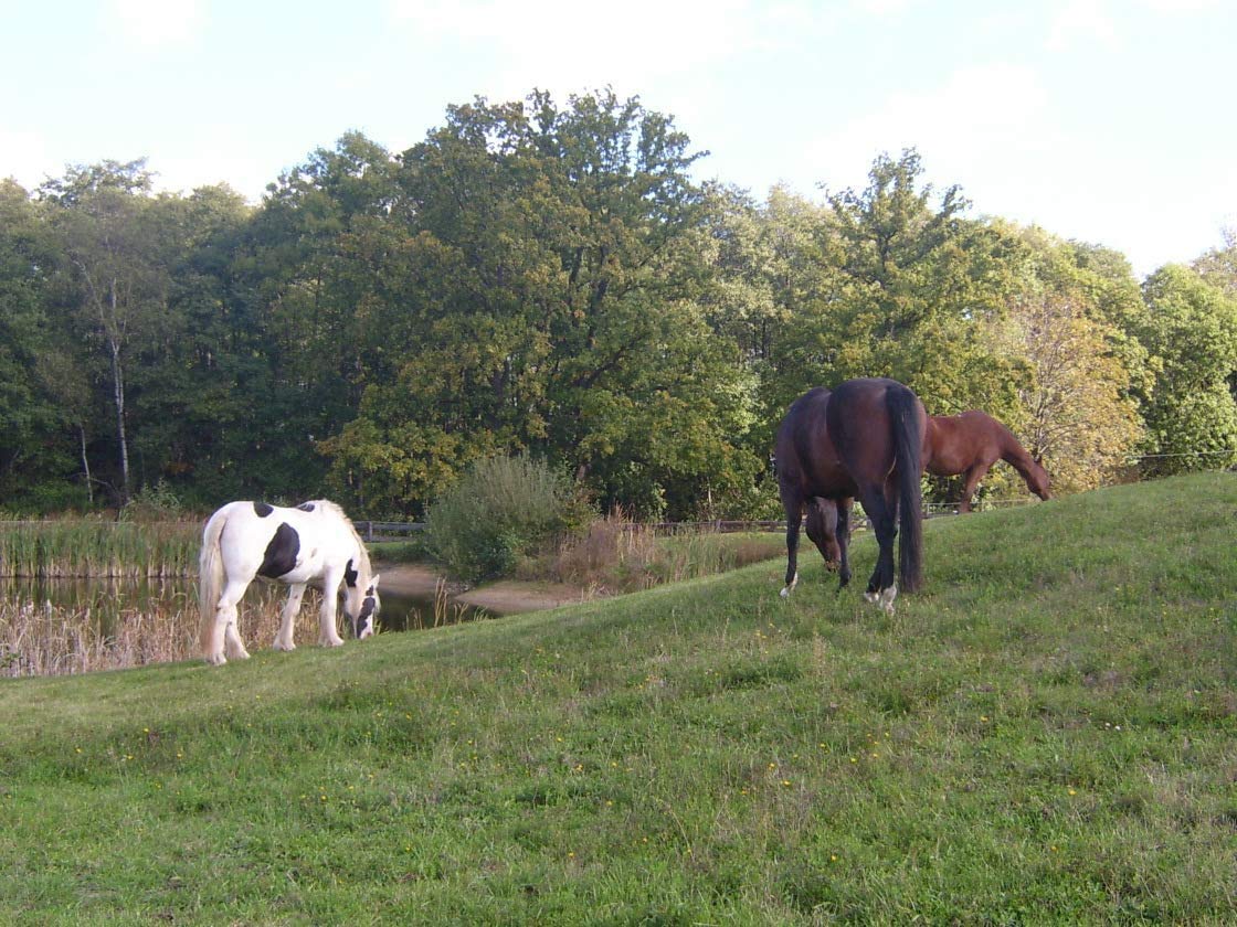 Pferde Leckerlies 2,5kg Eimer - Gemischte Kräuter Und Karotten Snacks Für Pferde Und Ponys