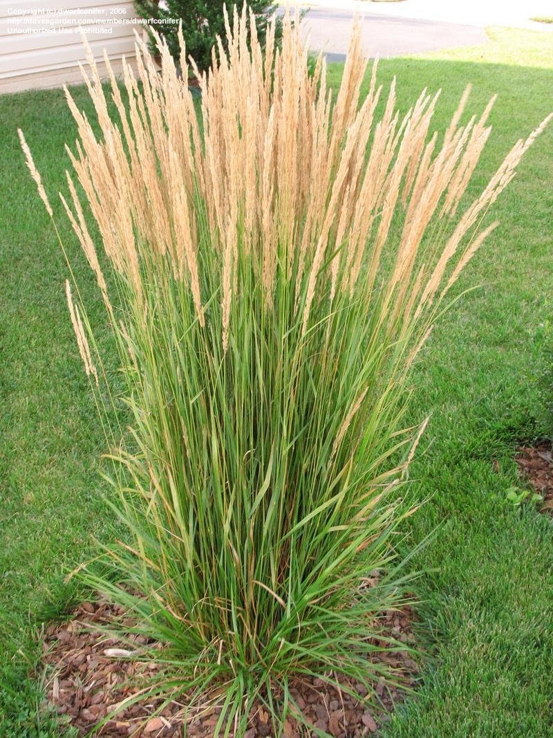 Stauden Gänge 10 x Calamagrostis x acutiflora 'Karl Förster' Reitgras | Hohes Ziergras für Sonne bis Halbschatten, Blüte Juni bis August, mehrjährig, 1 L Topf (11x11 cm)