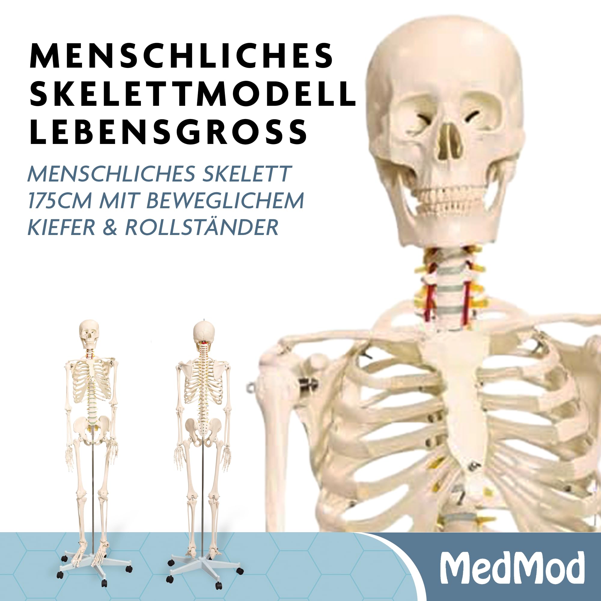Anatomie Skelett 175 cm, menschliches Skelett aus PVC mit beweglichem Kiefer und abnehmbaren Teilen, für Schule, Studium und Anatomie-Training, inkl. Rollständer