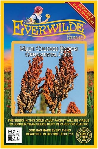 Miniatura 4 de Everwilde Farms - Semillas de maíz ornamentales de maíz de escoba de 1 onza - Gold Vault