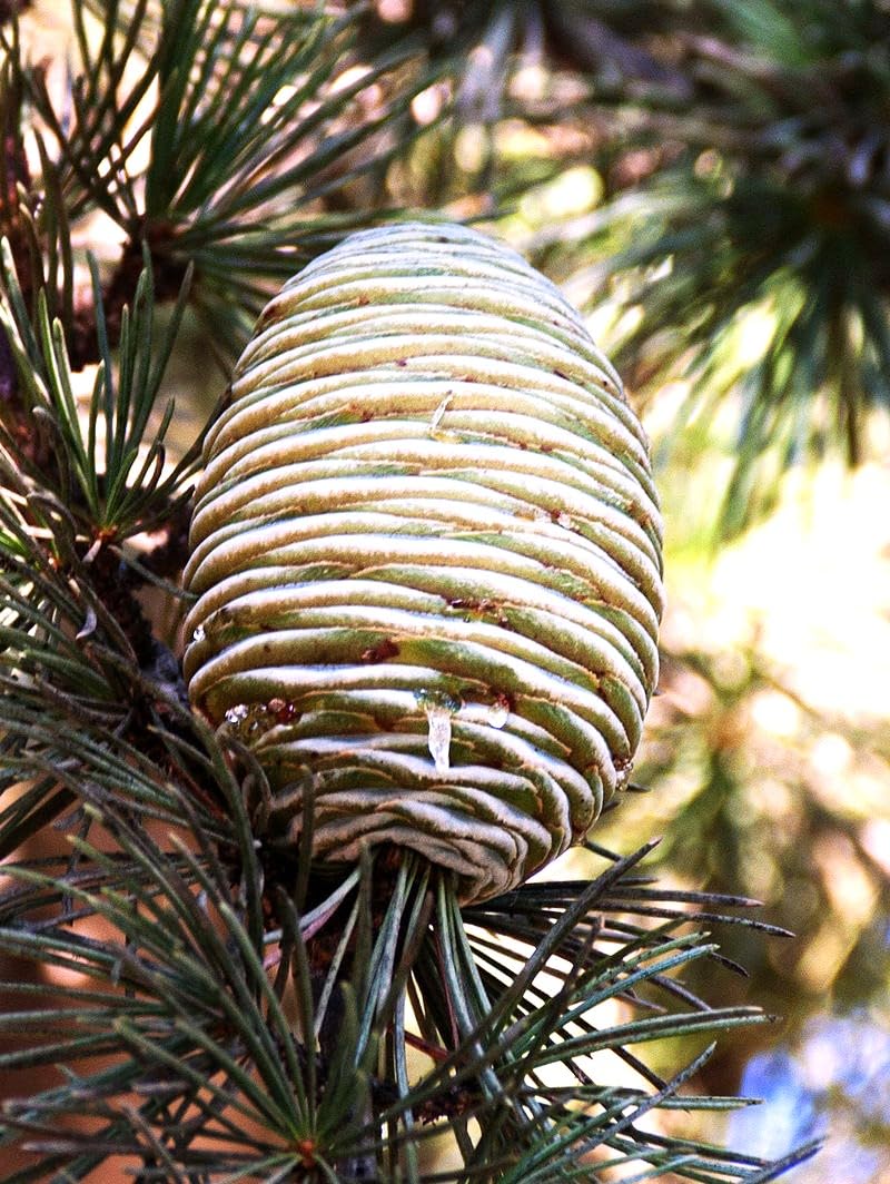 25 Semillas de Cedro del Libano (Cedrus Libani)