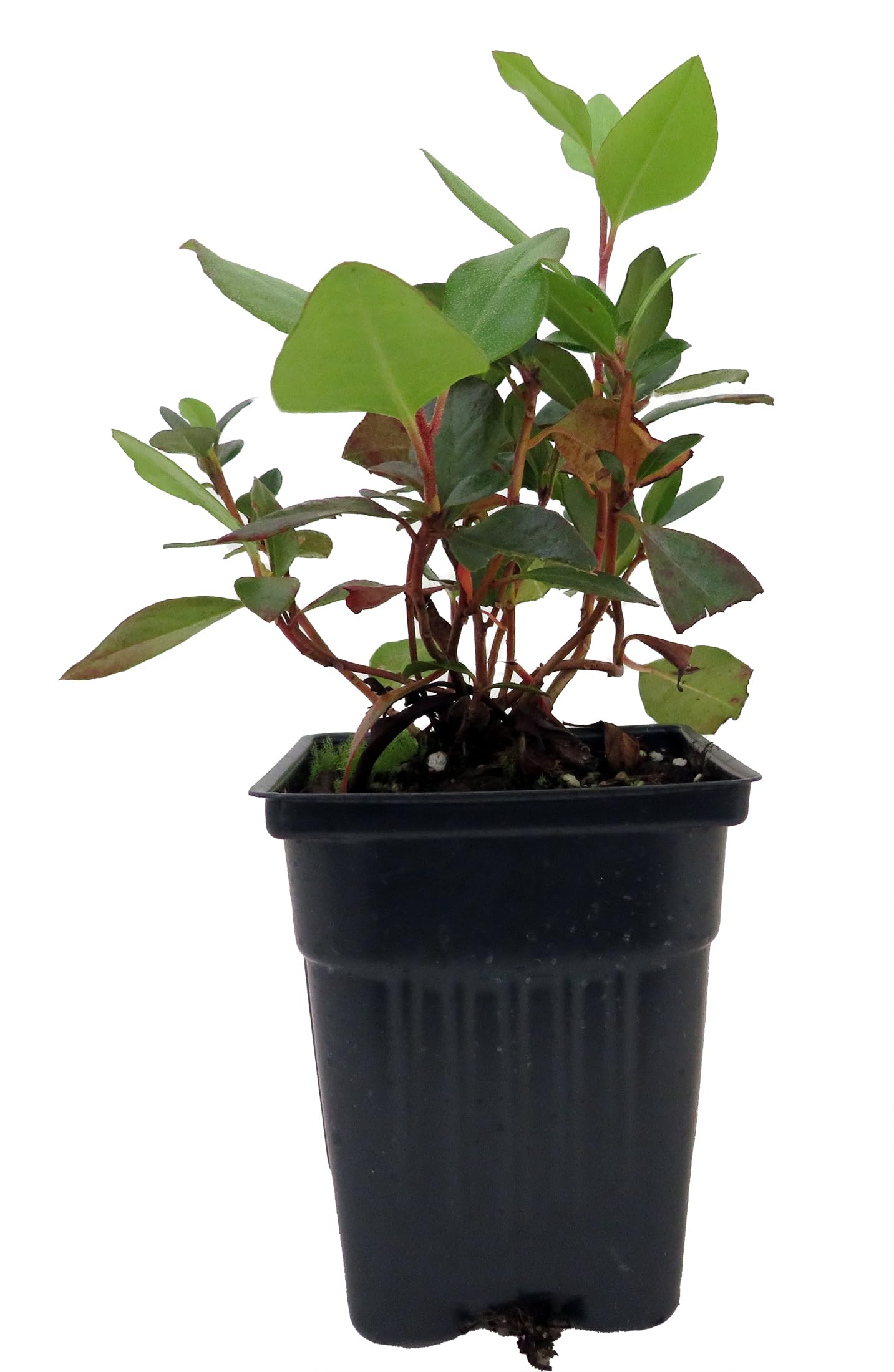 Rhododendron Yaku Prince